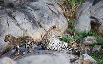 5-Day Fly -in and Fly- out Safari Adventure