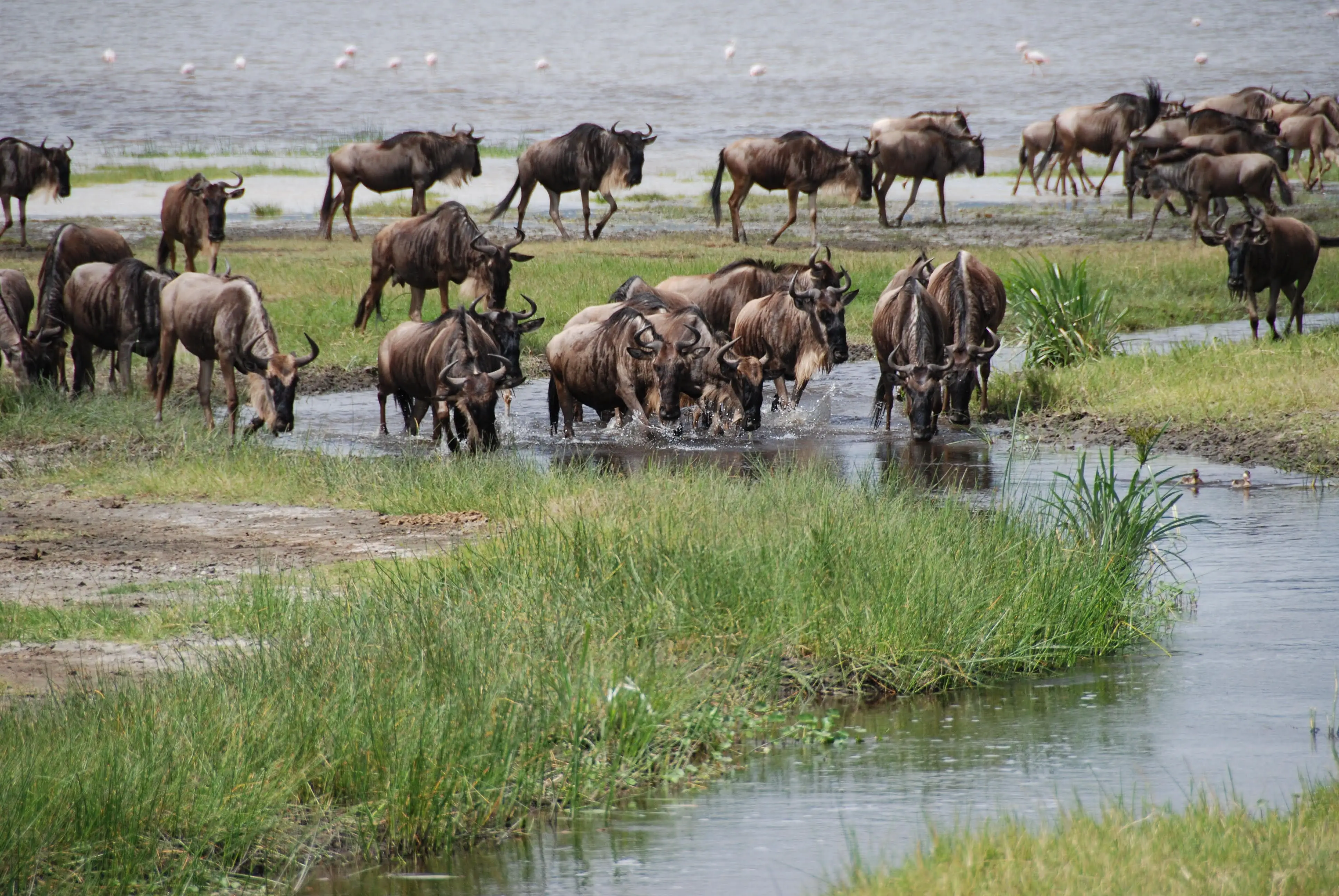 7 Days Drive In Fly Out Migration Safari Adventure