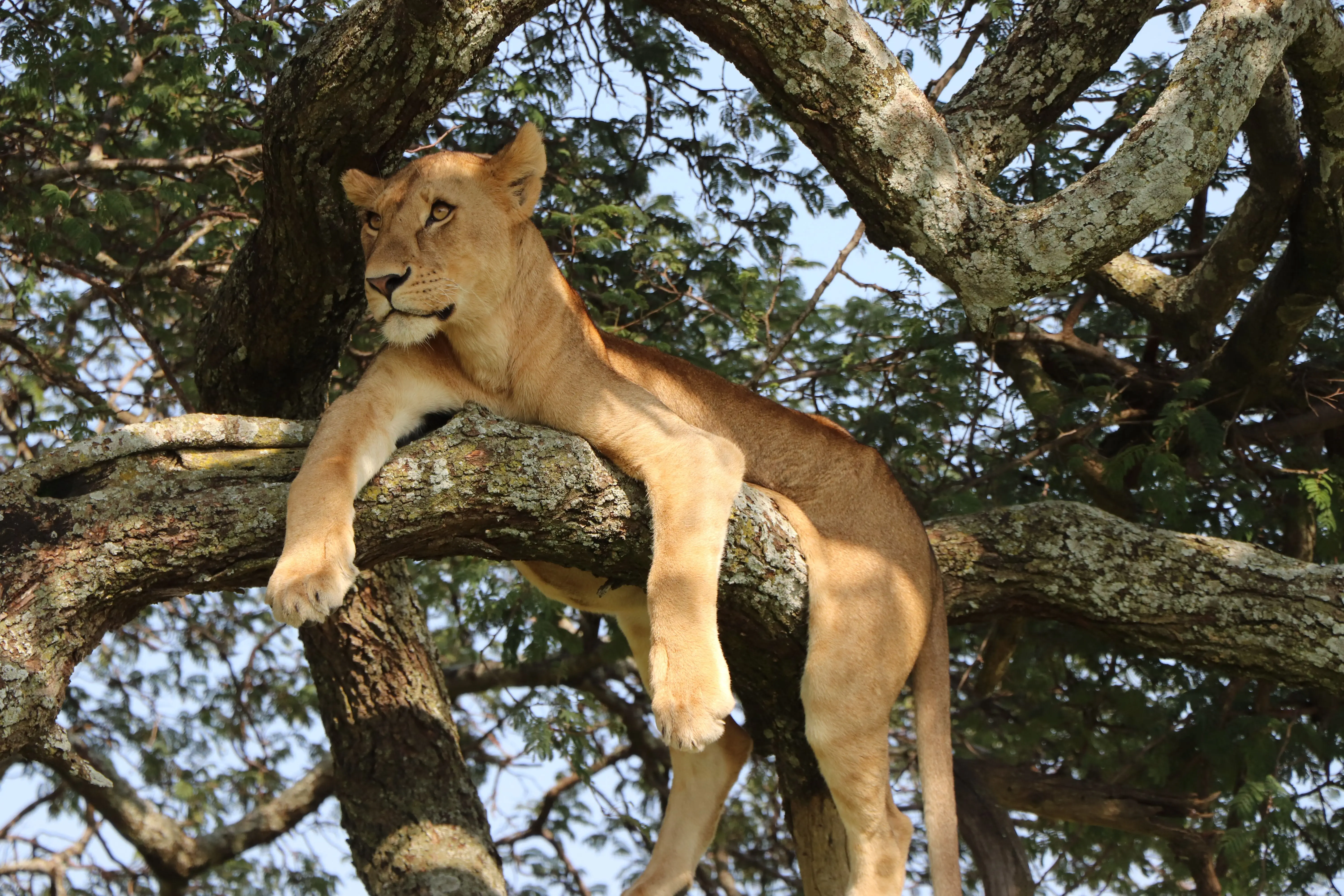 7 Days Extended Migration Explorer Tanzania Safari Experience