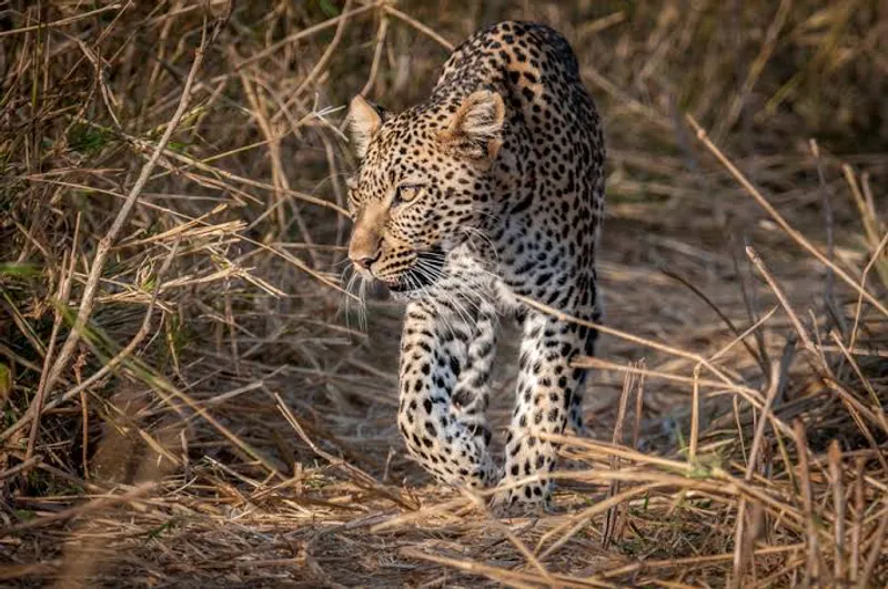 7 days Tanzania Classic - Premium Luxury