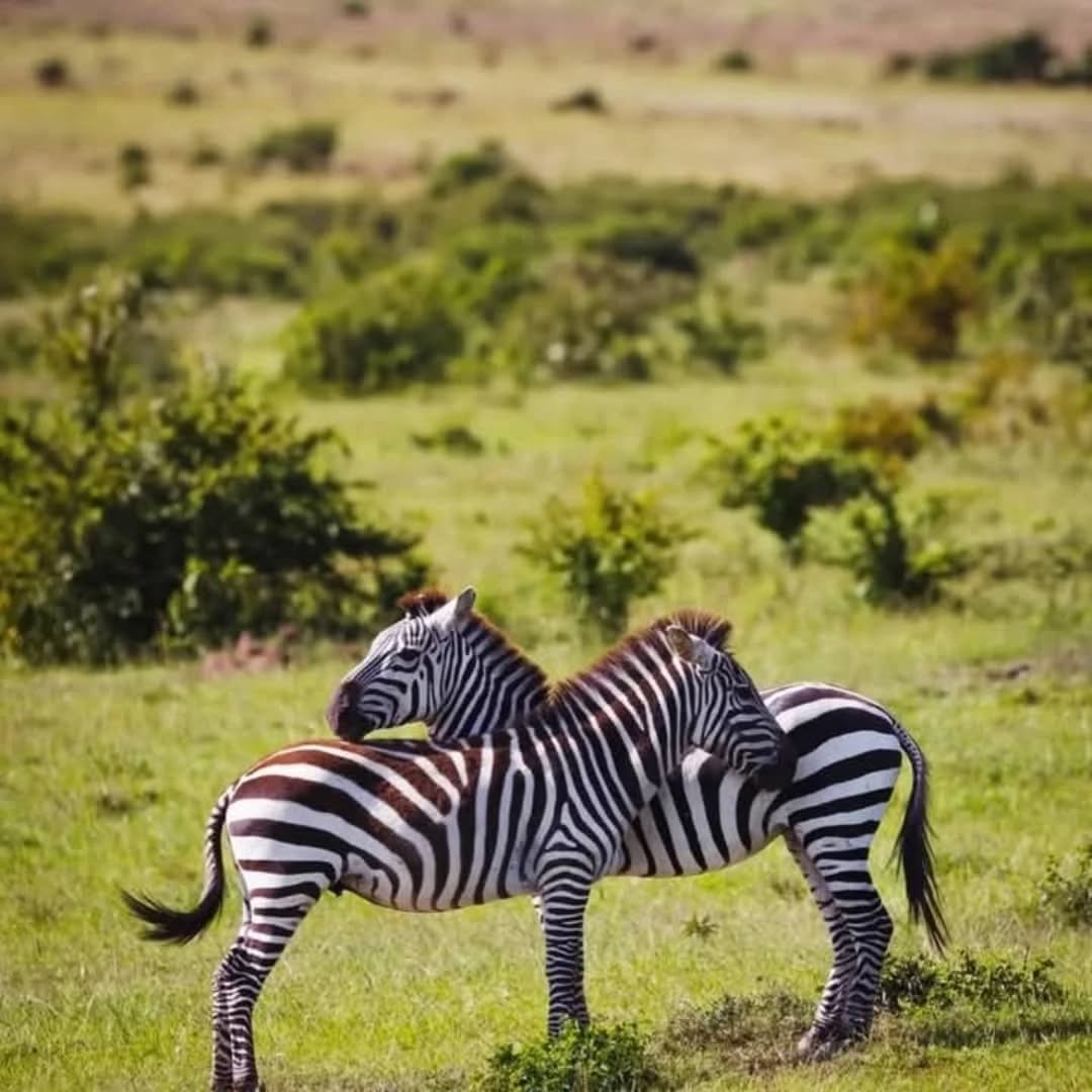 6 Days Western Corridor Safari