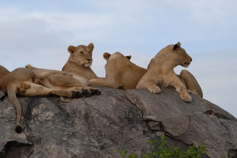 5Days_4 Nights_Tarangire Serengeti Ngorongoro & Manyara