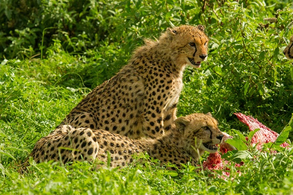 7-Day Kenya Wildlife Adventure & Outdoors Activities Safari