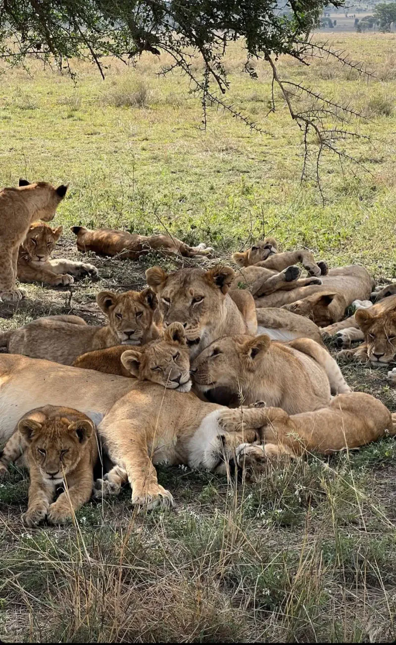 4 Days Mid-range Safari to Tarangire, Serengeti and Ngorongoro Crater