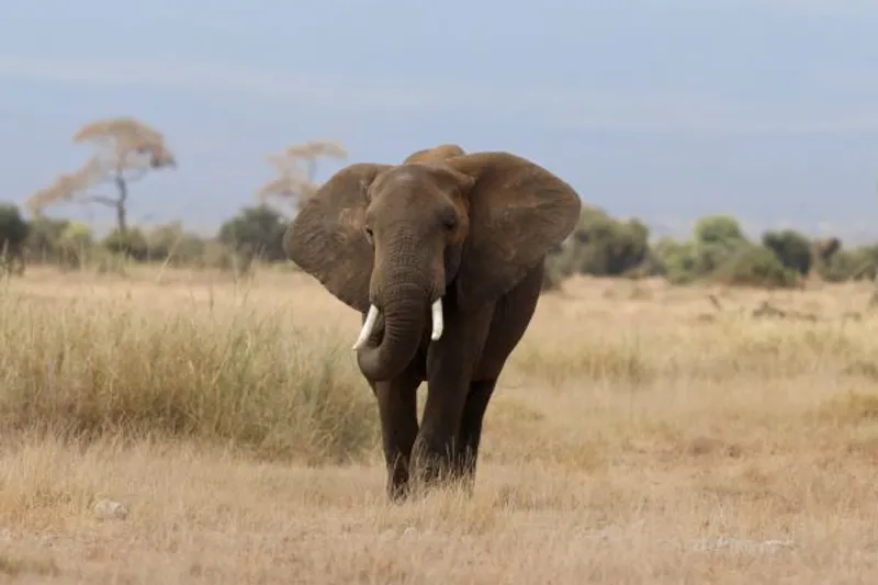 3 - Day Samburu Home to Special Five