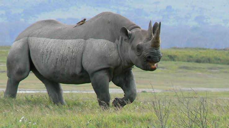 8-Day Value Packed Safari