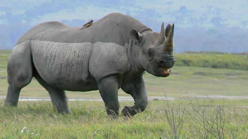 8-Day Value Packed Safari