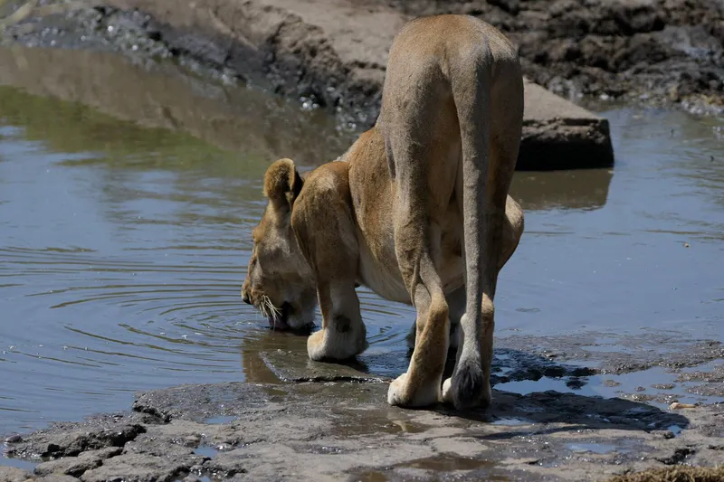 3-Day Fly-In & Fly-Out Serengeti & Zanzibar Luxury Safari