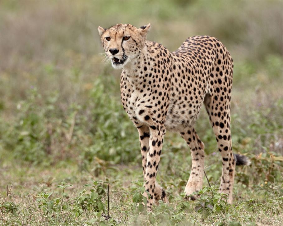 7-Day Serengeti Wildebeest Migration Calving Safari