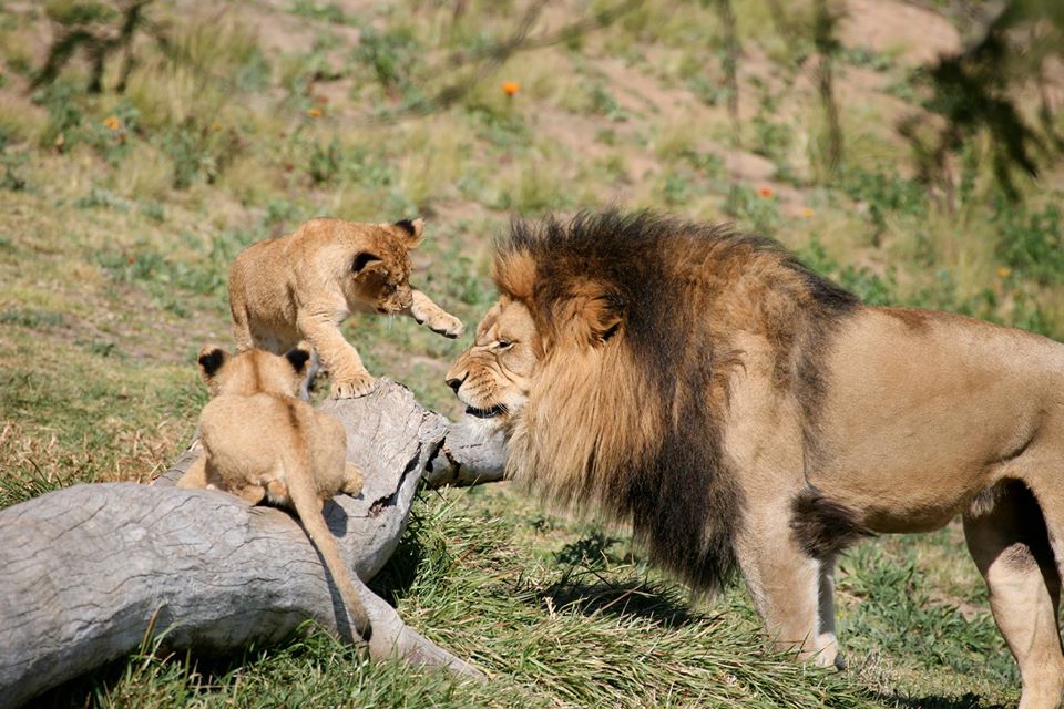 5-Days Camping Manyara, Serengeti, Ngorongoro &Tarangire