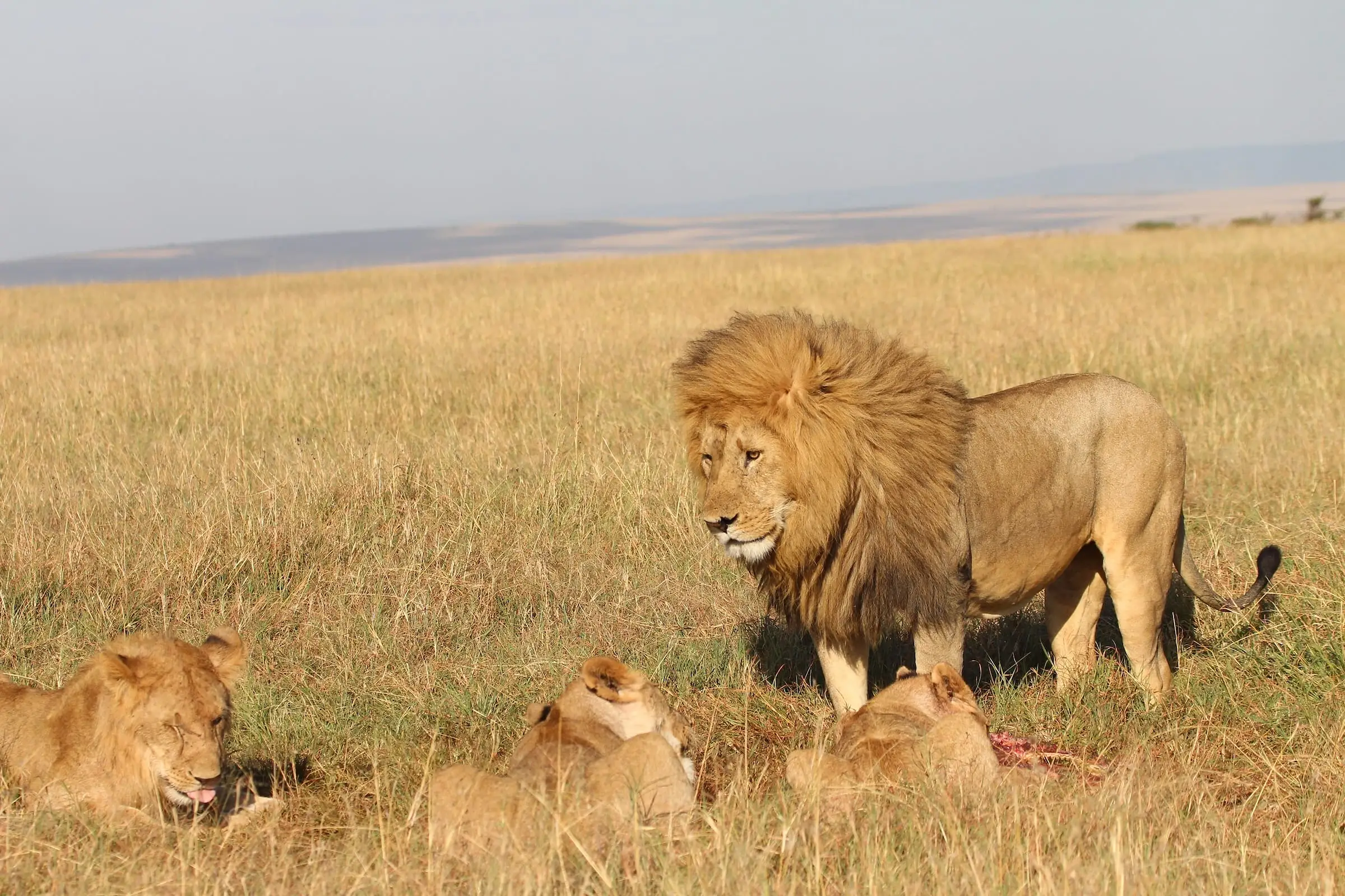 6 Days Masai Mara, Lake Nakuru & Amboseli Safari – Sopa Lodges Experience