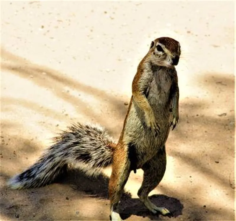 4-Day Meerkat & Stargazing at Makgadikgadi National Park