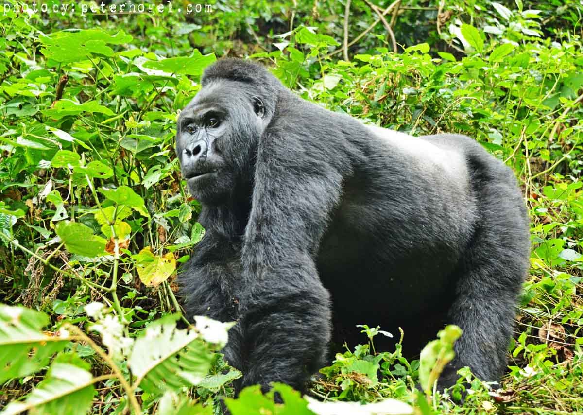 7-Day Chimps, Gorillas Trekking and Wildlife Tour