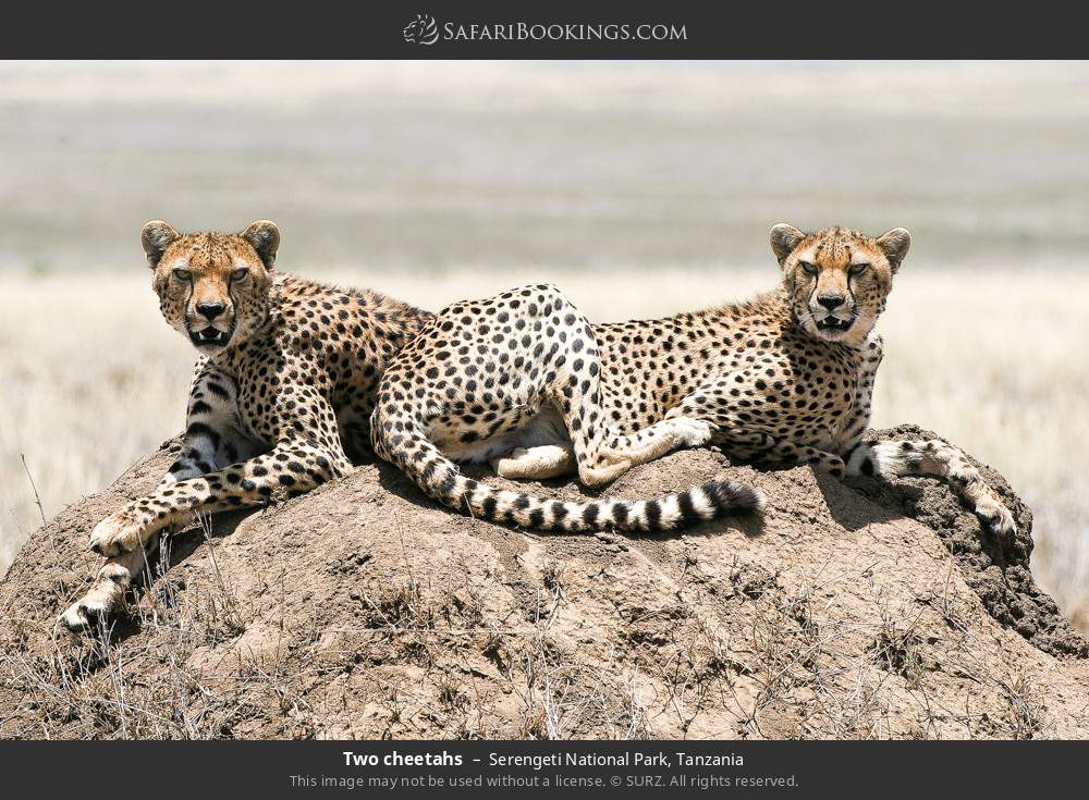 6-Day Tarangire, Serengeti, Ngorongoro, Eyasi & Manyara - SUNDOWN AFRICAN ADVENTURES LTD - Safarigo