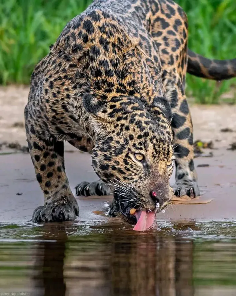 16-Days Discover Africa wildlife in Kenya Masai Mara and Tanzania Serengeti Ngorongoro crater Zanzibar Beach Holiday