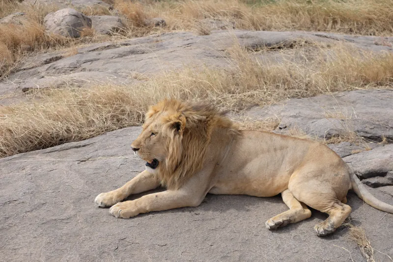 3- Days Tarangire and Ngoro Ngoro safaris