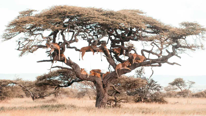 10 Day Best of Kenya & Tanzania Luxury Safari Tour
