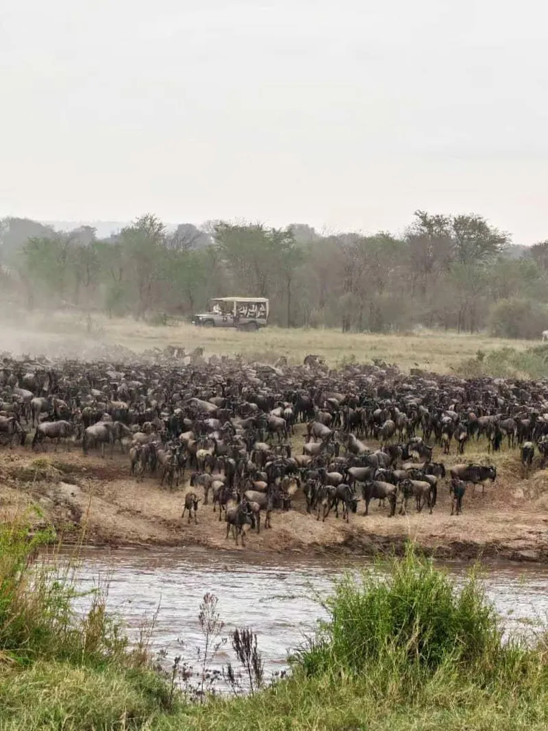 5-tägige Safari zur Großen Migration – Von der nördlichen Serengeti nach Tarangire