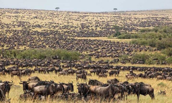 4-Day Tanzania Safari and Cultural Experience Tour