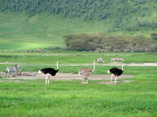 2-Day Tarangire & Ngorongoro Crater