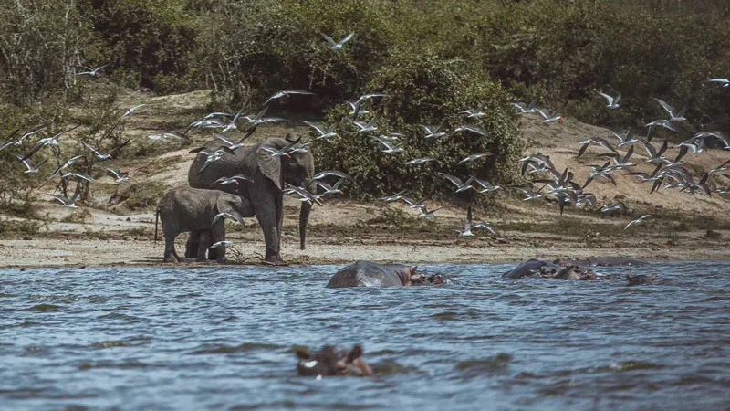 3-Days Queen Elizabeth National Park