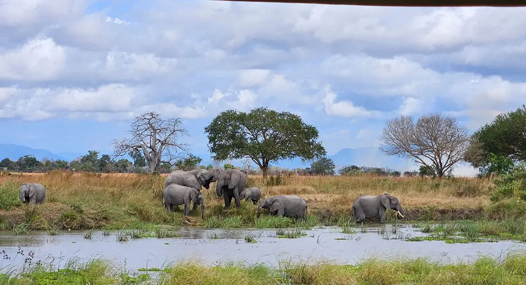 Mikumi National Park Day Trip by SGR Train.