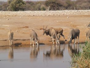 5-Day Etosha National Park.