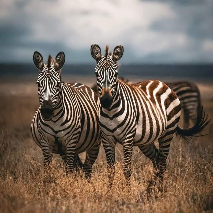 7-Day Samburu, Lake Nakuru, Lake Naivasha & Maasai Mara Private Safari