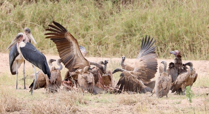 7 - Day Big five All inclusive luxury Safari