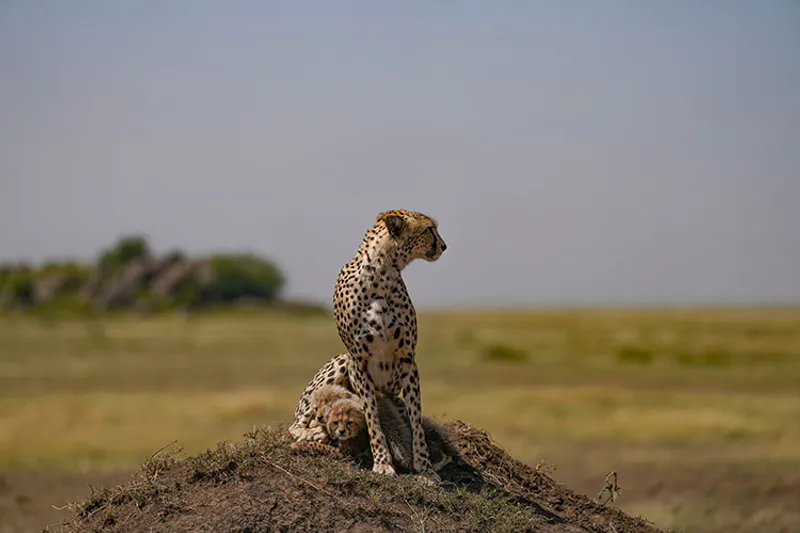 4-Day Mid-Range Wilderness Safari