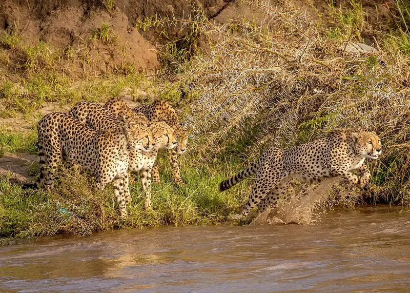 6-tägige Luxus-Safari & Tierbegegnungen im Serval Wildlife – wo wilde Schönheit auf unvergesslichen Luxus trifft