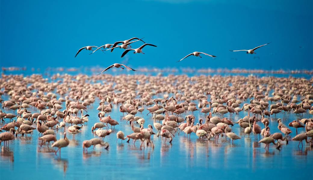 6-Day Classic Tanzania Safari: Tarangire, Serengeti, Ngorongoro & Lake Manyara