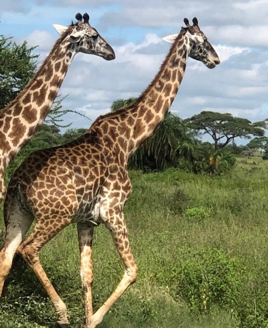10 Day Great Migration Safaris - Premium Luxury