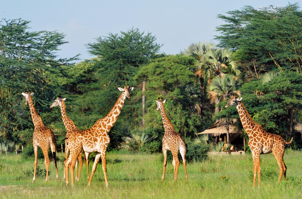 7 Days Best of Tanzania Safari