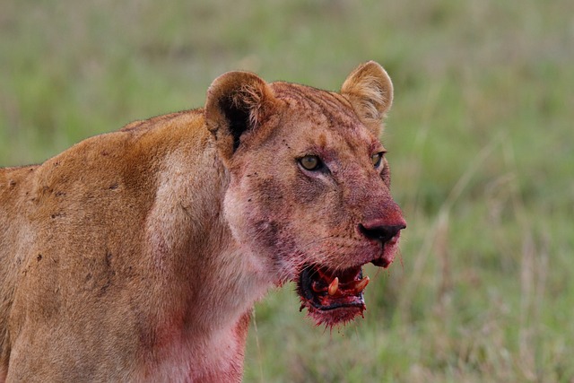 7-Day Mara, Nakuru, Naivasha and Amboseli Luxury Kenyan Safari