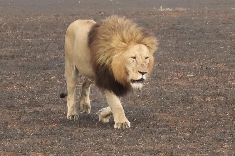 3 Days Tanzania Wildlife Safari