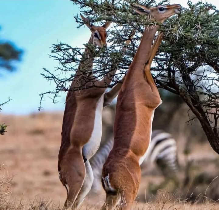 Kenya’s Northern Treasures: 4 Days Samburu & Ol Pejeta Safari