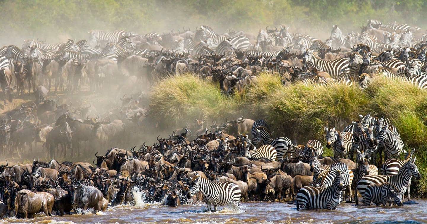 4-Day L. Nakuru and Masai Mara National Reserve Safari