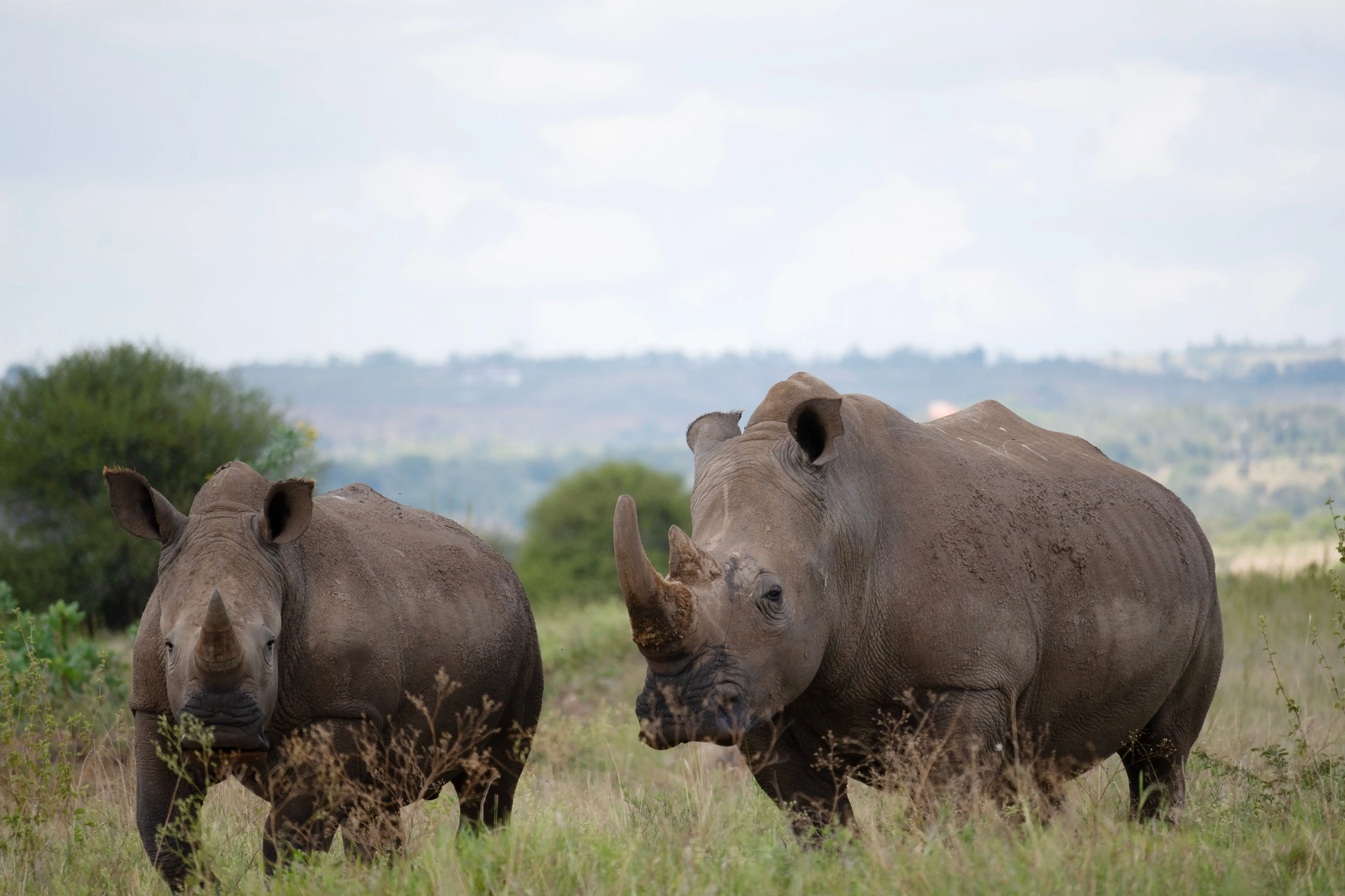 7 Days Luxury Air Return Serengeti Migration Safari Experience