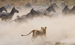 8 Days Tarangire, Serengeti and Ngorongoro Crater