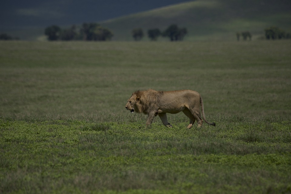 3-Day Group Tour to Serengeti & Ngorongoro