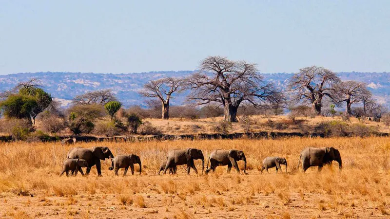 5-DAY SAFARI UNDER MOUNT KILIMANJARO