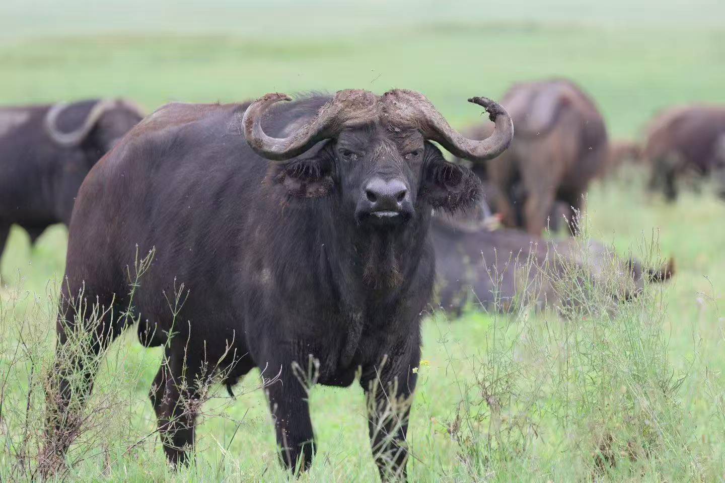 7-Day Southern Serengeti Great Migration & Calving Safari