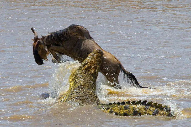 8-Day Tailor-Made Wildlife Discovery
