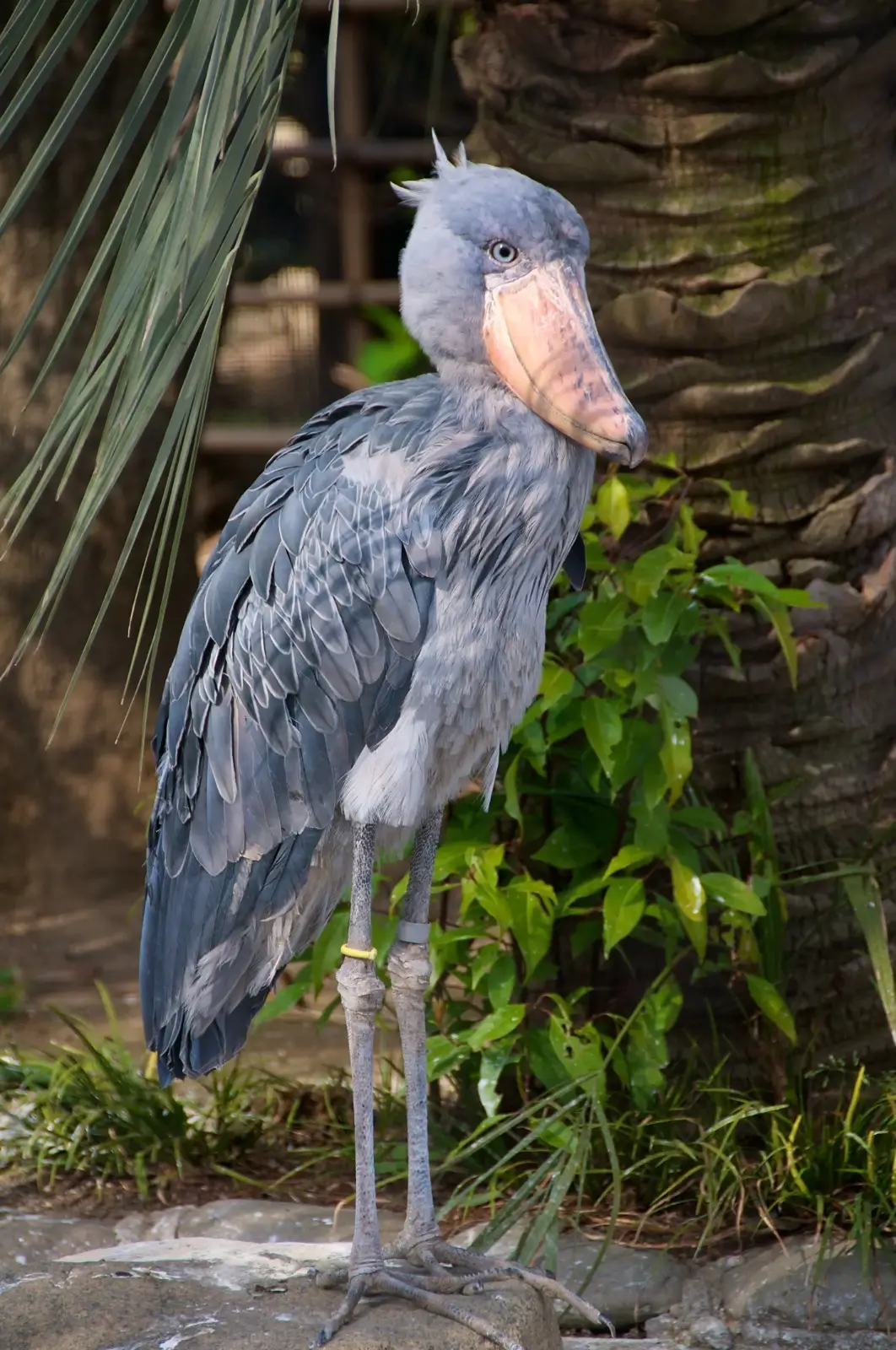 10-Day Shoebill Watching, Gorilla & Chimp Trekking Tour In Uganda