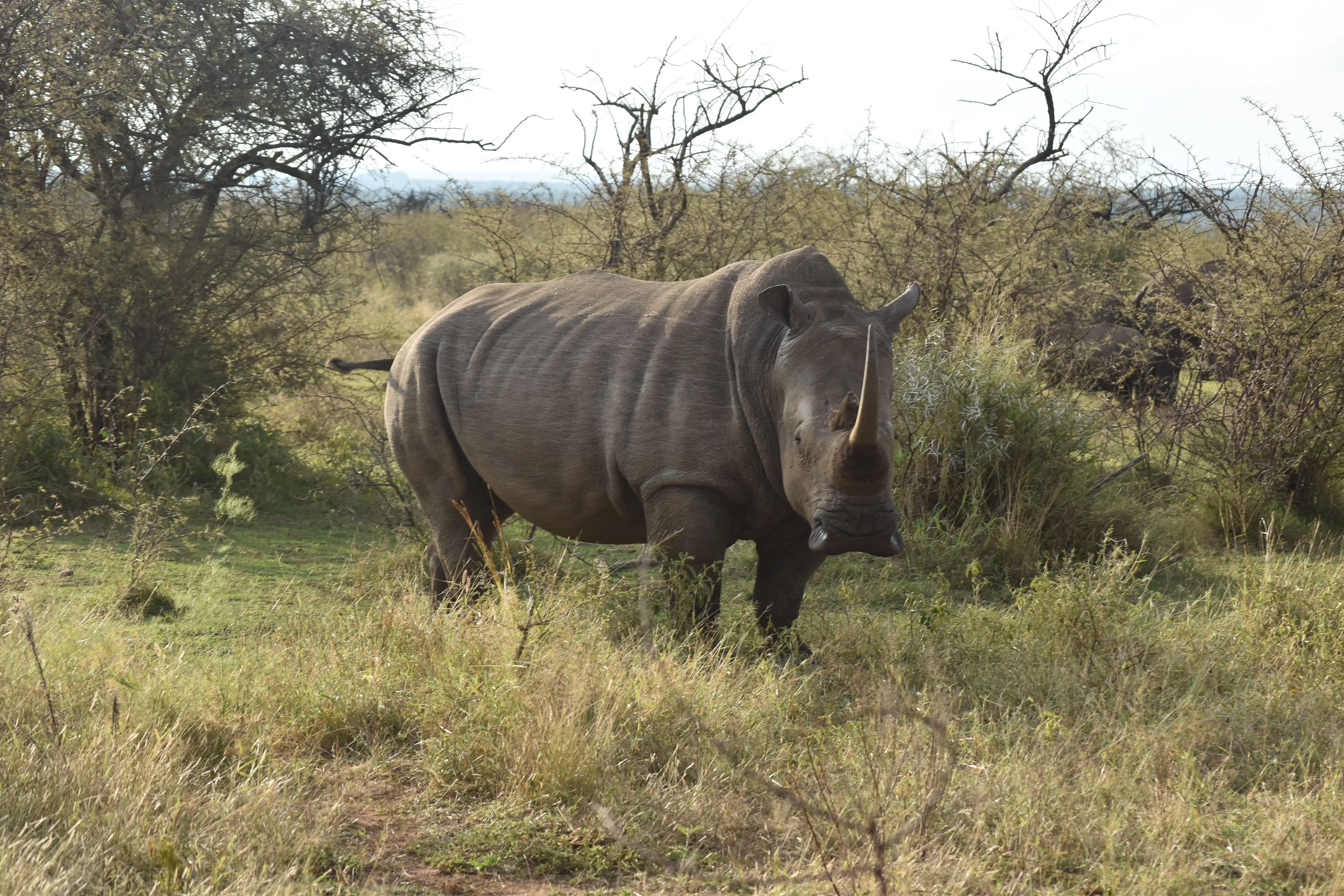 7 Days Honeymoon Migration Retreat Luxury Safari