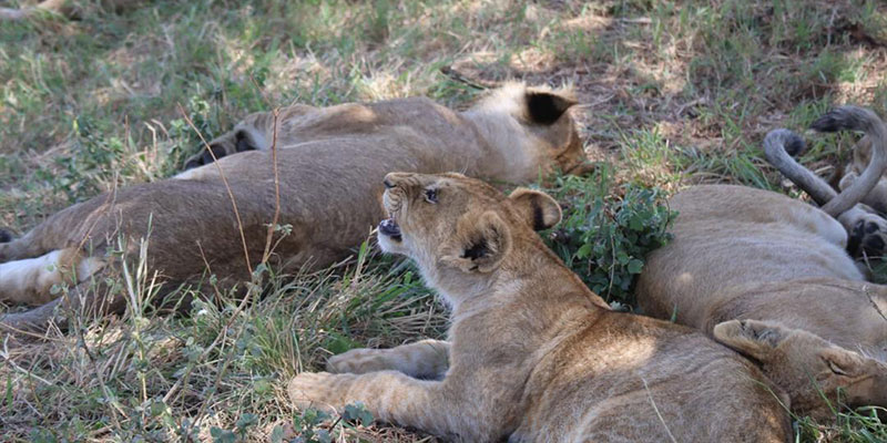 3-Day Best of Nyerere National Park