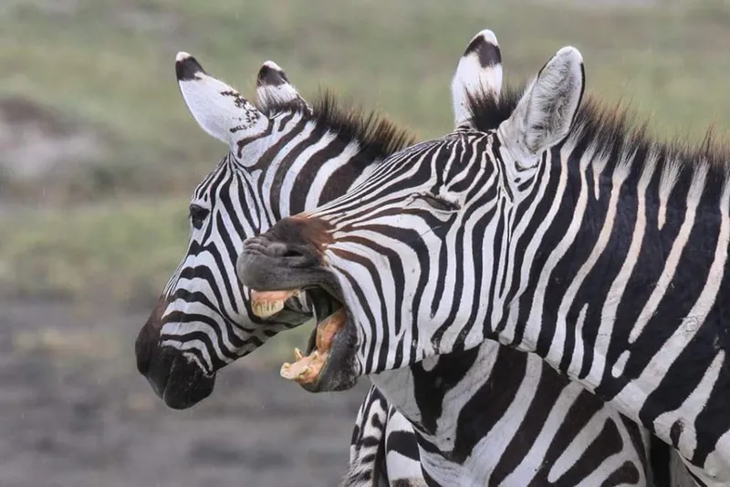 Day Trip - Lake Manyara National Park from Arusha
