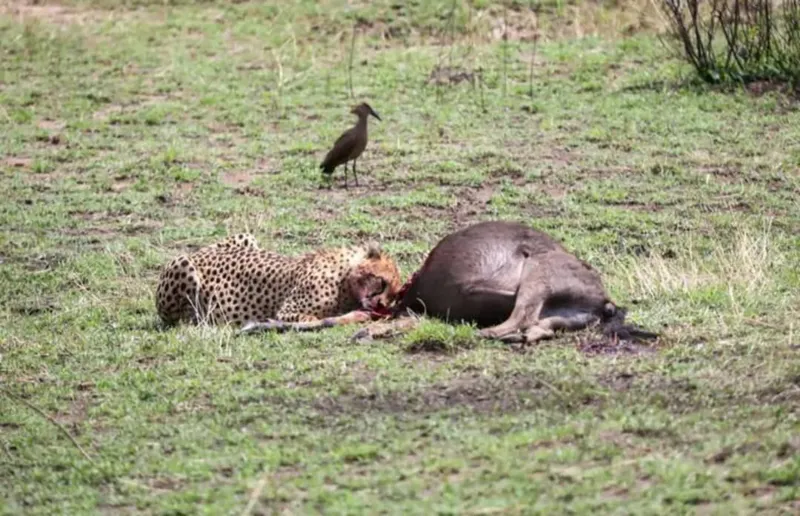 3 Days Tarangire and Ngorongoro crater Midrange safari