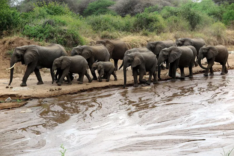 10- Day safaris Serengeti Migration , Tarangire , lake Manyara , Arusha National park